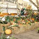 IMG 15